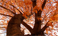 网站攻击软件工具